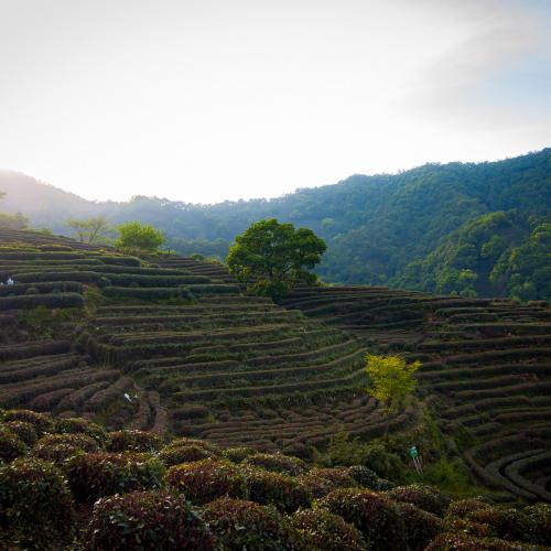 Sun rising over a tea plants in a cloudy summer day in Longjing near Hangzhou, China